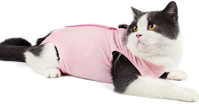 This cat cone alternative is a recovery suit that shields torso wounds.