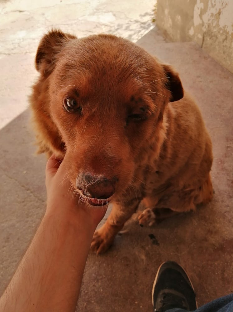 Bobi, the world's oldest living dog.