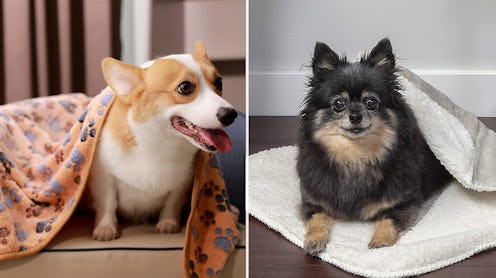 The 5 Best Blankets For Puppies