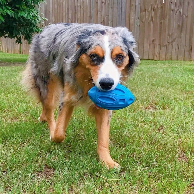 EASTBLUE Squeaky Rubber Dog Toy