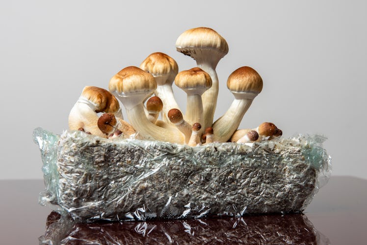 Psilocybin, DMT, LSD, and mescaline — another, less spoken about psychoactive compound found in some...