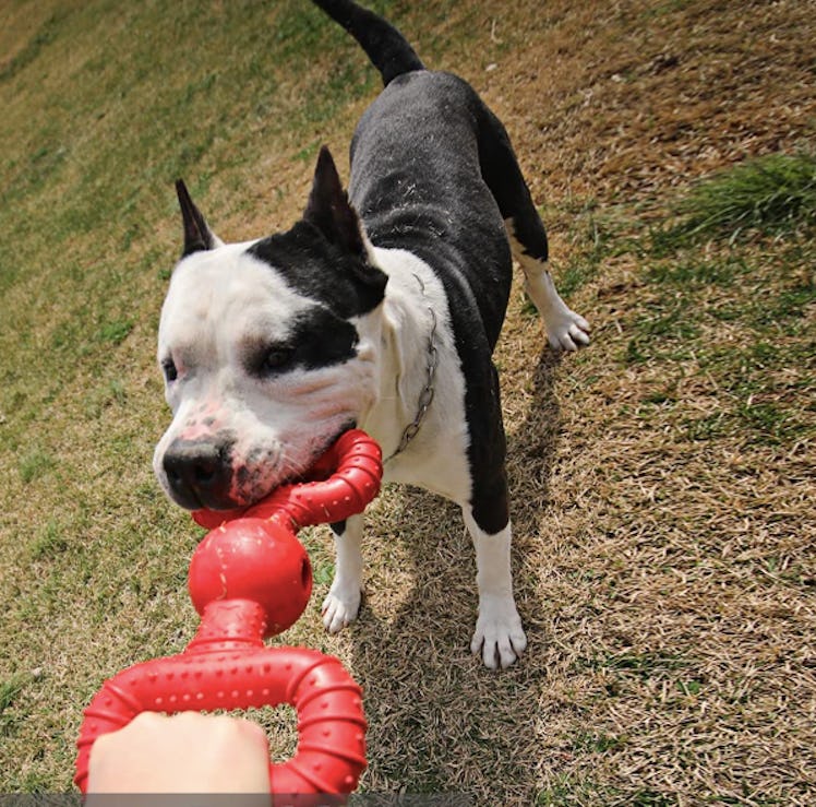 BiteKing Tough Tug Toy