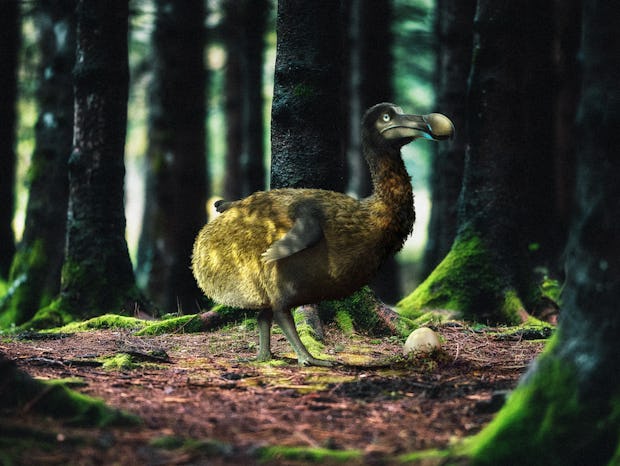 An illustration of the dodo in a forest.