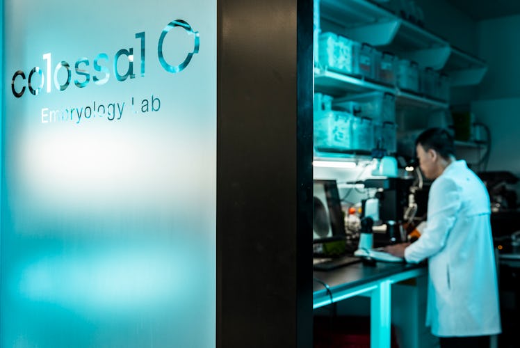 A Biotech Company Wants to Resurrect an Iconic Species — Will It Work?