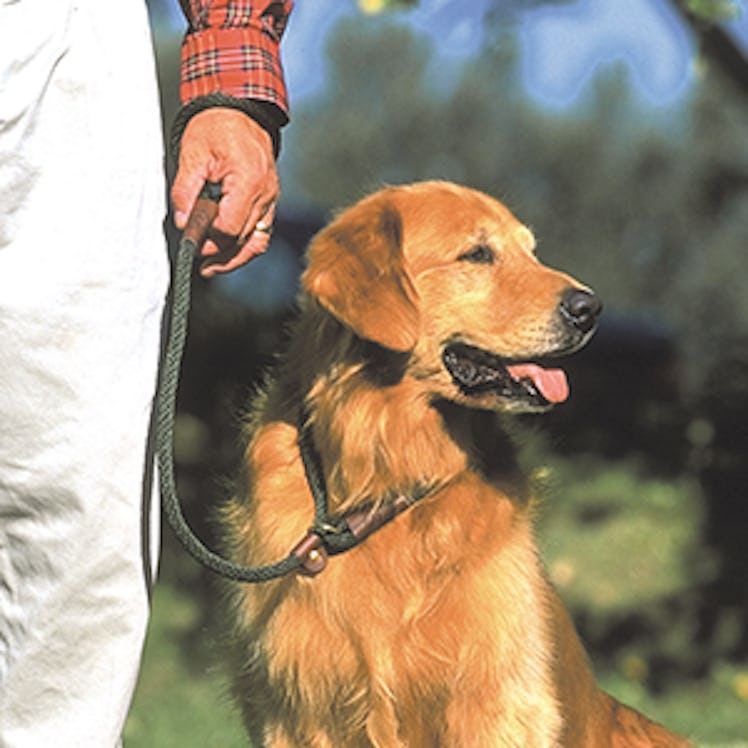 Mendota Pet Slip Leash