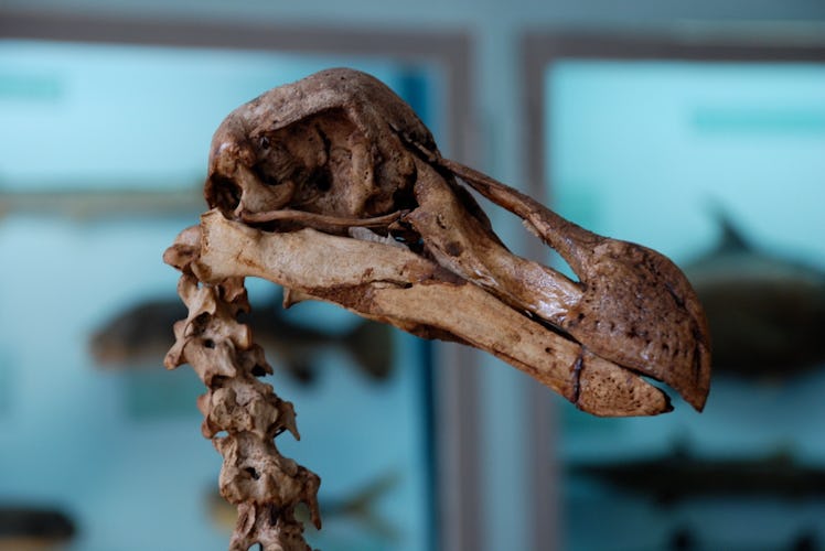 An image of a dodo skeleton.