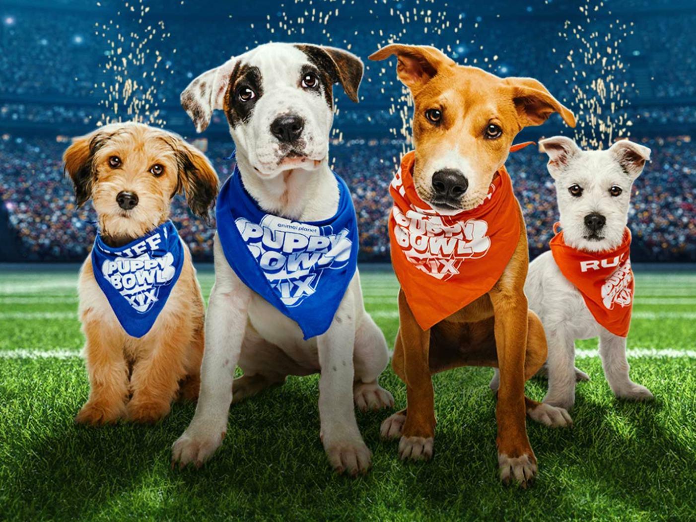 Puppy bowl hot sale adoptions