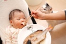 父母喂养自己的宝宝用筷子鱼,作为一个宠物猫嗅探。