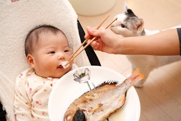 A parent feeding their baby fish with chopsticks, as a pet cat sniffs.