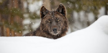 A gray wolf in Yellowstone National Park.