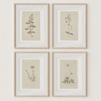 Sandstone & Sage Botanical Wall Prints (Set of 4)
