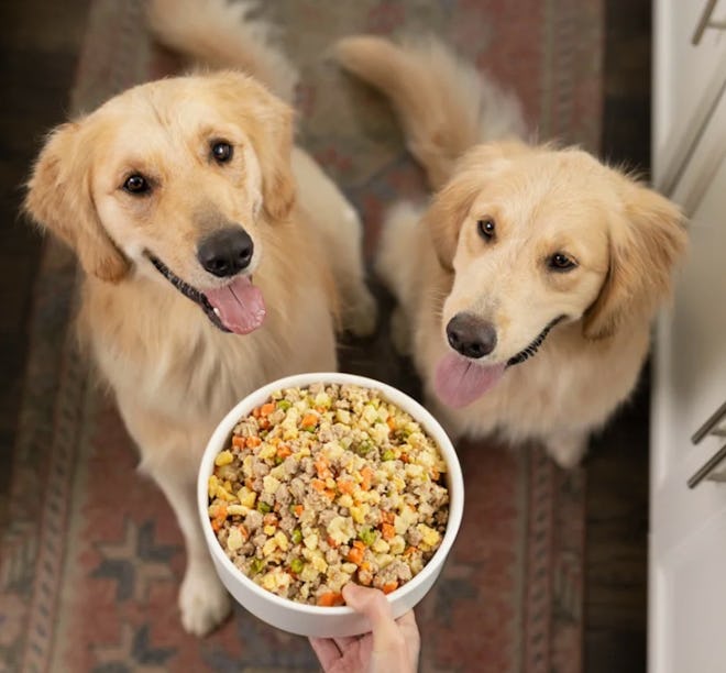 Find Your Dog's Personalized Food Plan