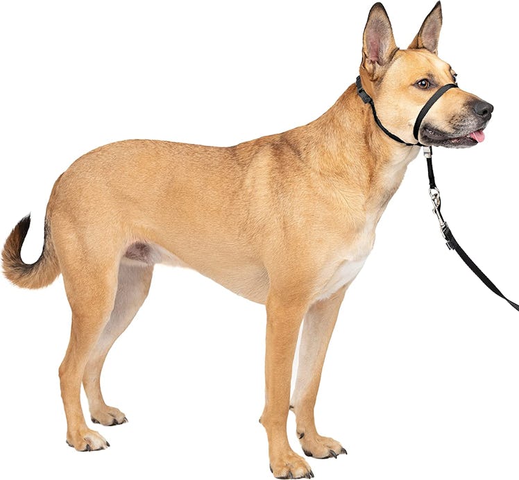 PetSafe Gentle Lead Headcollar