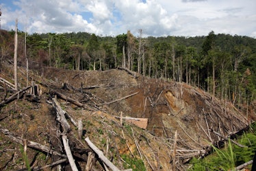 Sebuah hutan hujan di Sumatera, Indonesia