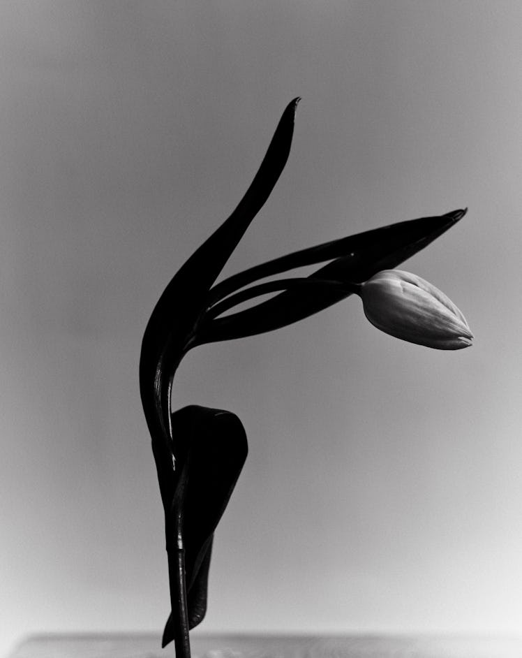a black and white picture of a tulip