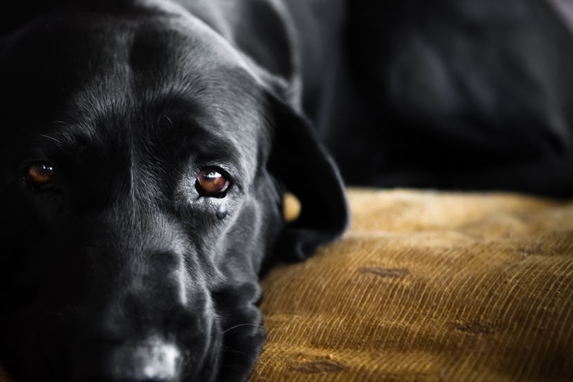 A sad Black Laborador Retriever on a sofa.