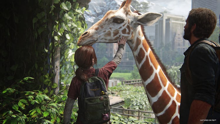 Ellie petting giraffe with Joel in The Last of Us