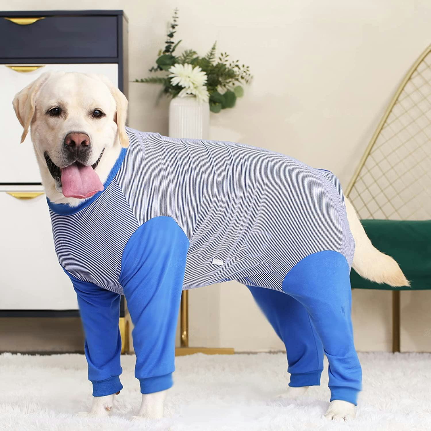 The 7 Best Dog Cone Alternatives, According To Vets