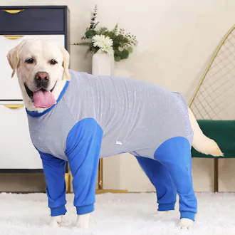 The 7 Best Dog Cone Alternatives, According To Vets
