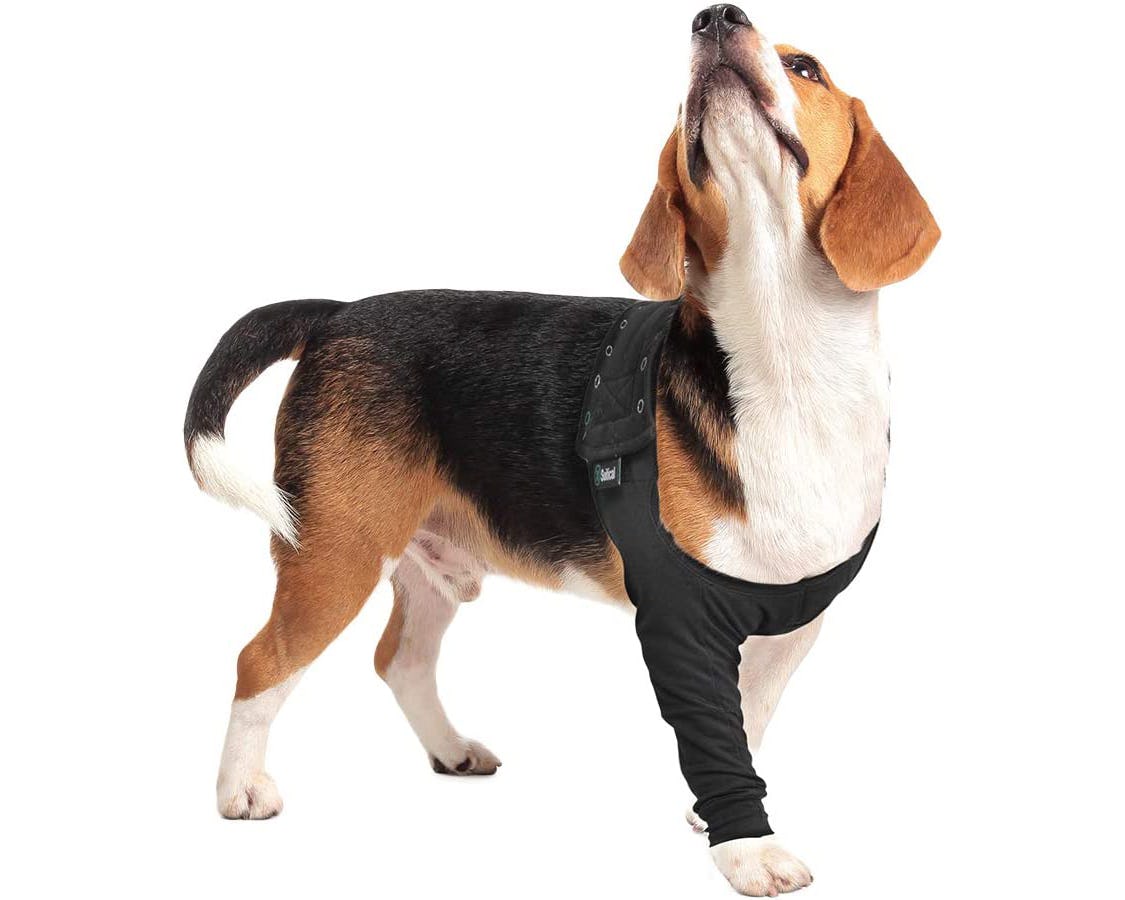 The 7 Best Dog Cone Alternatives, According To Vets