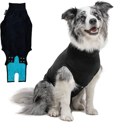 The 7 Best Dog Cone Alternatives, According To Vets