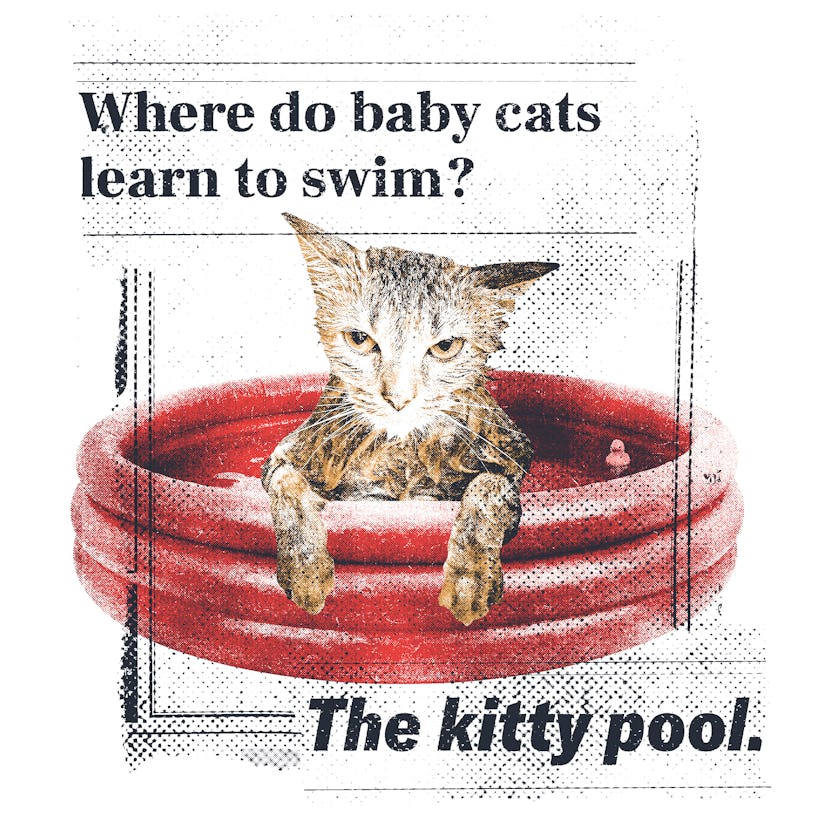 6d33caa3 6761 4160 8e7a 4b6bae26dc1a internal cat The Very Best Dad Jokes: Where do baby cats learn to swim?