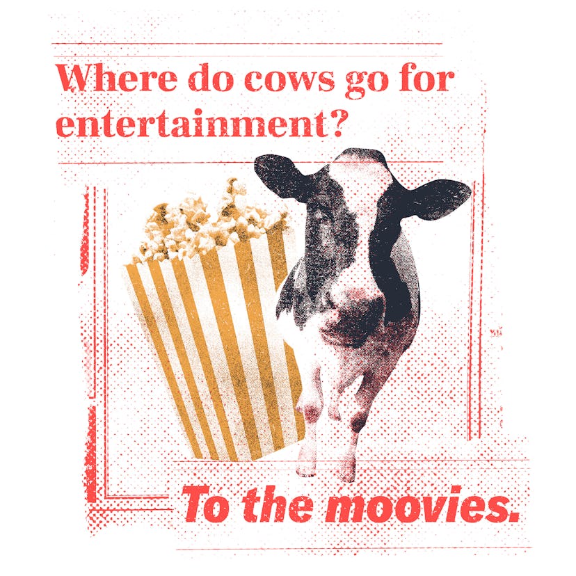 b8ffe881 c262 40db 85ea 7f2278c35ea6 internal cows Where do cows go for entertainment?