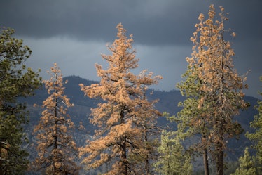 An image of dying trees in California.