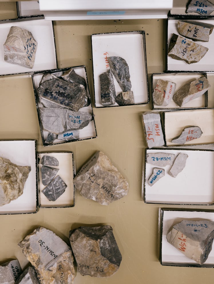 Carbonate rocks from northern China that were analyzed in the lab.