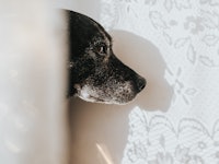 Anxious dog staring at the wall