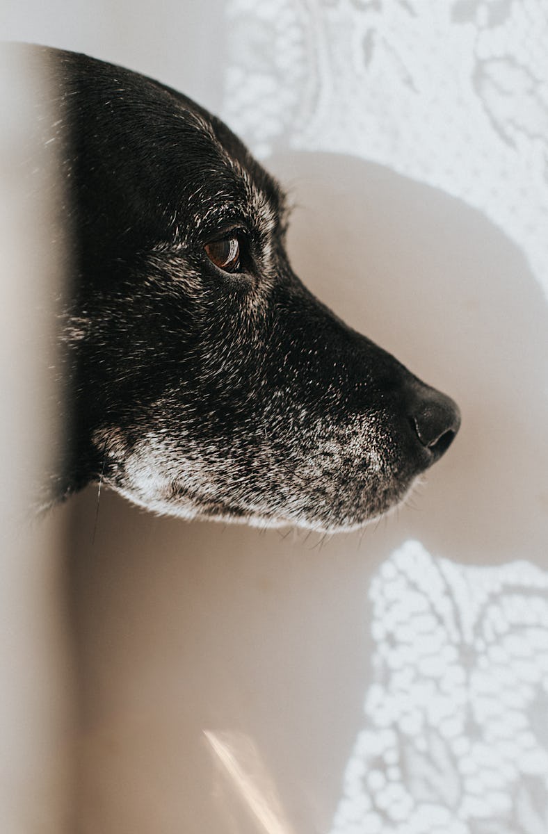 Anxious dog staring at the wall