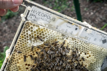 An image of the robotic beehive created to prevent colony collapse.