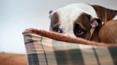 Anxious dog hiding behind a pillow