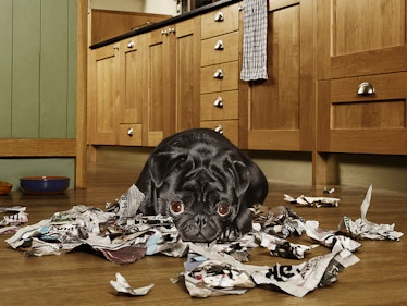 Dog looking at the camera surrounded by torn-up paper shreds 