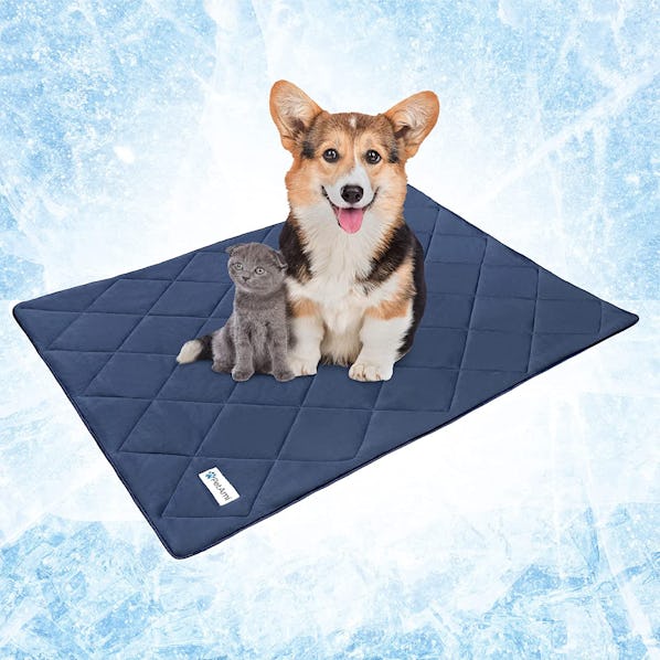 The 6 Best Blankets For Dogs That Shed
