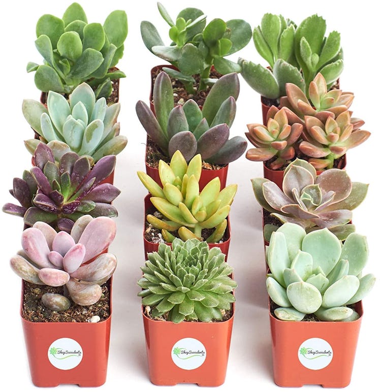 Shop Succulents Hand Selected Variety (12-Pack)
