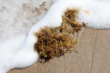 Sargassum washing up on a Florida beach
