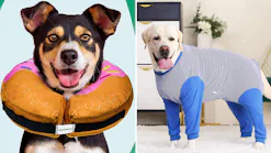 The 7 Best Dog Cone Alternatives, According To Vets