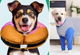 The 7 Best Dog Cone Alternatives, According To Vets
