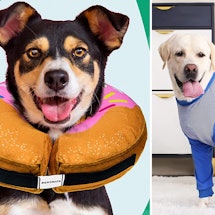 The 7 Best Dog Cone Alternatives, According To Vets