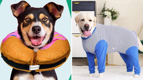 The 7 Best Dog Cone Alternatives, According To Vets