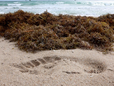 A footprint near seaweed on a beach in Fort Lauderdale, Florida