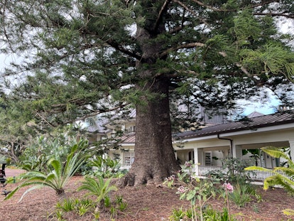 tall tree in front of sensei lanai