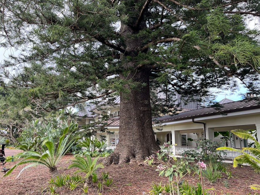 tall tree in front of sensei lanai