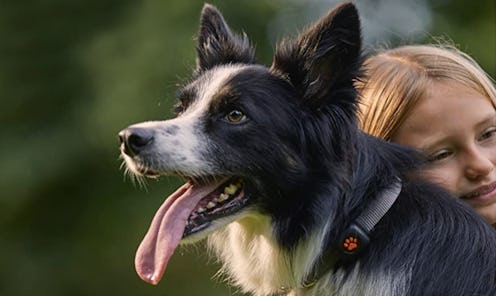 Best Dog Trackers Without A Subscription