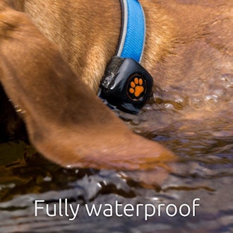 PitPat Dog Activity and Fitness Monitor
