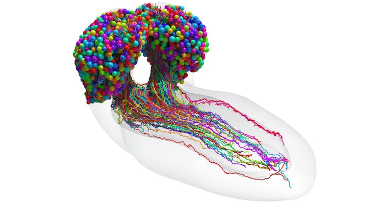 Reconstruction of a fruit fly larva brain