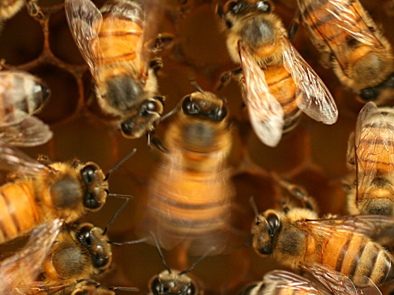 A bee waggle-dancing (center)