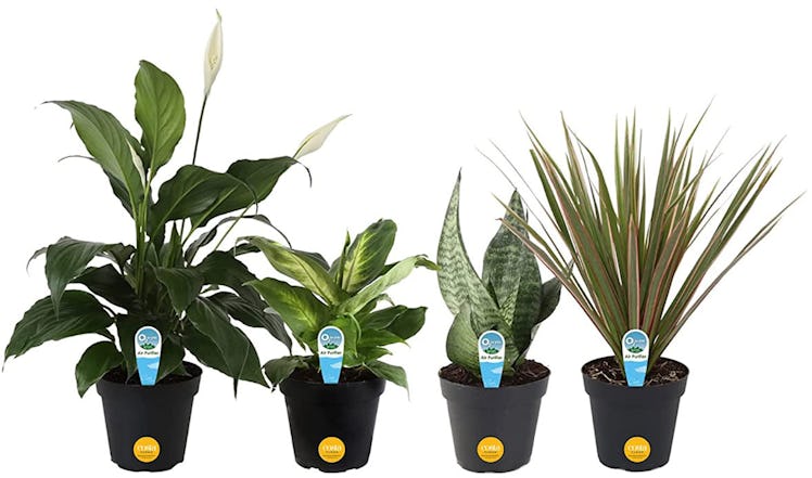Costa Farms Live Plants (4-Pack)