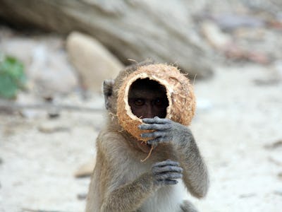 A long-tailed macaque peeks through a coconut